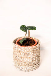 Scindapsus pictus var. argyraeus "Snake Scale"